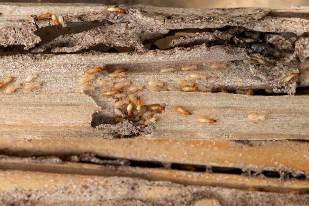 Professional Pest Control in Lauderdale By The Sea, FL